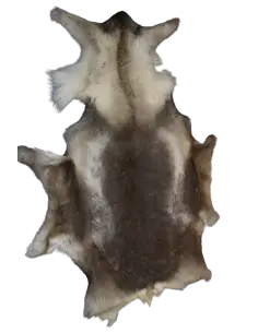 Brown bear - Vector graphics 2